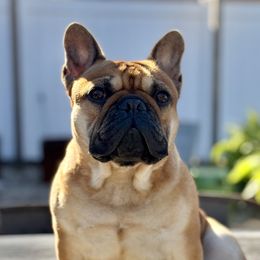 Ali - French Bulldog