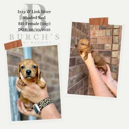 Miss Tiny - Red female Dachshund puppy in Bridge City, Texas from Burch’s Mini Weenies