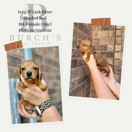 Miss Tiny - Red female Dachshund puppy in Bridge City, Texas from Burch’s Mini Weenies
