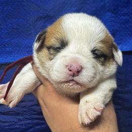 Fiona (Maroon Collar) - Health Tested Parents - Red female Pembroke Welsh Corgi puppy in Los Angeles, California from Limitless Huskies