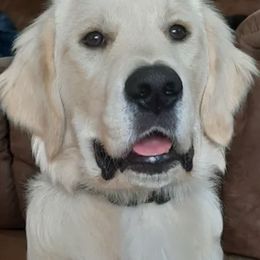 Golden Retrievers from River Birch Goldens
