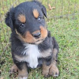 Black Tri Female 3 - Black tri-color female Australian Shepherd puppy in Crossville, Alabama from Bluff View Aussies