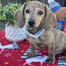 Goose - Dachshund