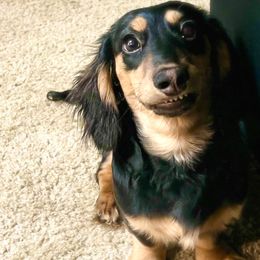 Chase - Dachshund