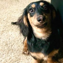 Chase - Dachshund