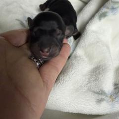 Pepper - Black and tan male Dachshund puppy in Chillicothe, Ohio from Brittney's Dachshunds