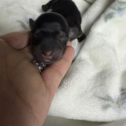 Pepper - Black and tan male Dachshund puppy in Chillicothe, Ohio from Brittney's Dachshunds