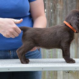 Field Spaniel Puppies from Blue Sky Field Spaniels