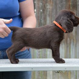 Field Spaniel Puppies from Blue Sky Field Spaniels