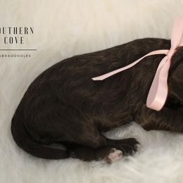 Willow - Chocolate female Australian Labradoodle puppy in Winter Haven, Florida from Southern Cove Labradoodles