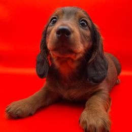 Amy - Red female Dachshund puppy in Humble, Texas from Foley Dachshunds
