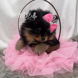 Mia AKC - Black and tan female Pomeranian puppy in Houston, Texas from MD Bella Pomeranian