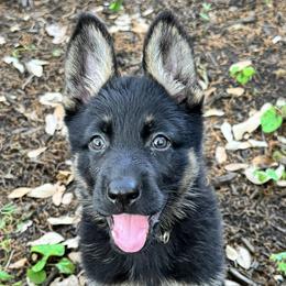Silver - Black and tan female German Shepherd puppy in Liberty Hill, Texas from Liberty Shepherds