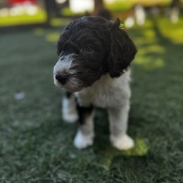 Poodle Puppies from Lollipop R Poodles