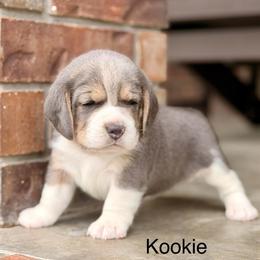 Kookie - Blue and white female Beagle puppy in Mansfield, Missouri from Rippee Creek Kennel