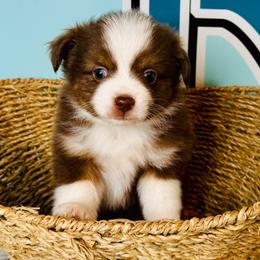 Red Tri boy - Red tri male Toy Australian Shepherd puppy in Oklahoma City, Oklahoma from Faith River Aussies