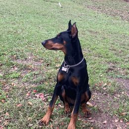 Doberman Pinscher All Grown Up from European Doberman Breeders