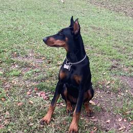 Doberman Pinscher All Grown Up from European Doberman Breeders