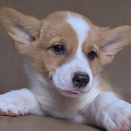 Penny - Red female Pembroke Welsh Corgi puppy in Ethridge, Tennessee from Liberty Hill Farm
