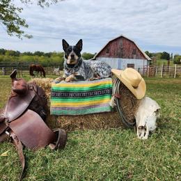 Belle - Australian Cattle Dog