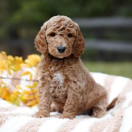 Beau - Red  male Goldendoodle puppy in Spokane, Washington from Puppy Love