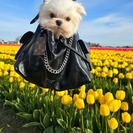 Louis - Maltese