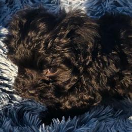 Sabbath - Black male Maltipoo puppy in Lebanon, Kentucky from Mosaic Merle Doodles