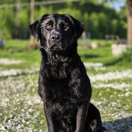 Torque - Labrador Retriever