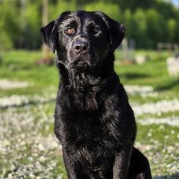 Torque - Labrador Retriever