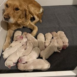 Female pick 7 - Light golden female Golden Retriever puppy in Colville, Washington from Columbia Ridge Goldens