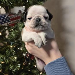 Girl 3 - Brindle female Pug puppy in Auburn, Kentucky from Prentice Family Pugs, Bugs & Corgis