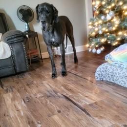 Willow - Great Dane