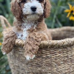 Cavapoo Puppies from Driftwood Acres
