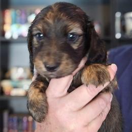 Brindle pending color test - Cream male Dachshund puppy in Port Charlotte, Florida from Vicki's Dachshund Crossing