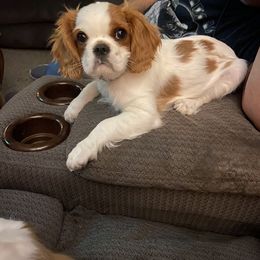 Cavalier King Charles Spaniel Puppies from Christina’s Cavaliers