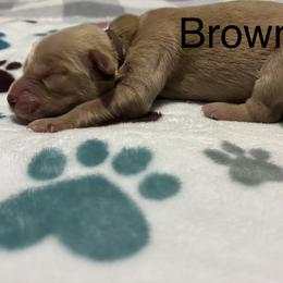 Brown - Dark golden male Golden Retriever puppy in Inverness, Florida from Sydney’s Goldens