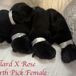 Fourth Pick Female - Black female Labrador Retriever puppy in Greater Houston Area, Texas from Coram Deo Retrievers