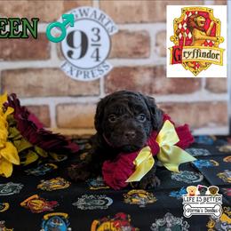 Green Boy - Brown male Shihpoo puppy in Rockledge, Florida from Stormie's Doodles