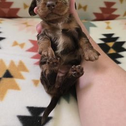 Dachshund Puppies from Grecian Kennel