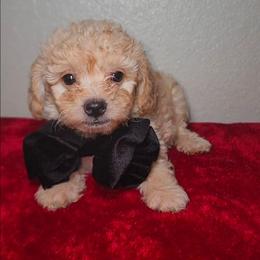 HOLLIS - Champagne male Maltipoo puppy in Palmdale, California from J Designer Puppies