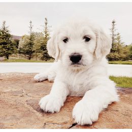 Bernedoodle, Goldendoodle, and Poodle All Grown Up from Best Quality Doodles