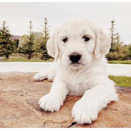 Bernedoodle, Goldendoodle, and Poodle All Grown Up from Best Quality Doodles