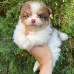 Boy 4 - Tri-colored Pomeranian puppy in Muskogee, Oklahoma from Wonderlust Pomeranians