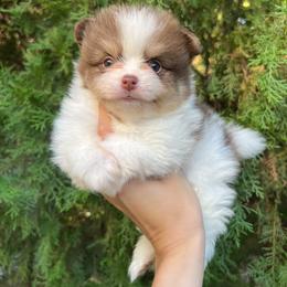 Boy 4 - Tri-colored Pomeranian puppy in Muskogee, Oklahoma from Wonderlust Pomeranians