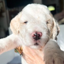 Luna - Parti female Saint Berdoodle puppy in San Antonio, Texas from Pasatiempo Ranch