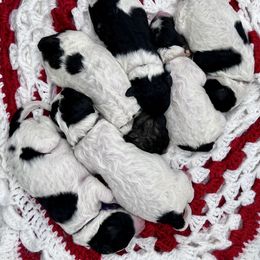 Goldendoodle and Poodle Puppies from Trammell’s Southern Pups