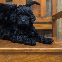 Prosa - Black female Goldendoodle puppy in Centreville, Mississippi from Trin's Designer Doodles