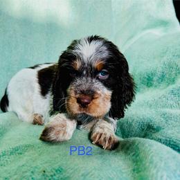 PB2 - Tri-Roan male English Springer Spaniel puppy in Britton, South Dakota from K&S Canines