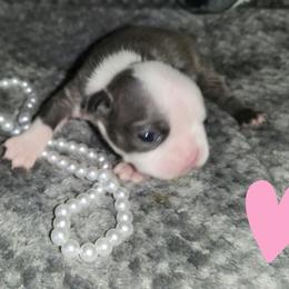 Maddy - Blue female French Bulldog puppy in Camden, Michigan from Valley of the Blue Dogs