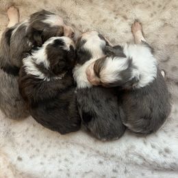 Aussiedoodle puppies from Kristy’s Kennels